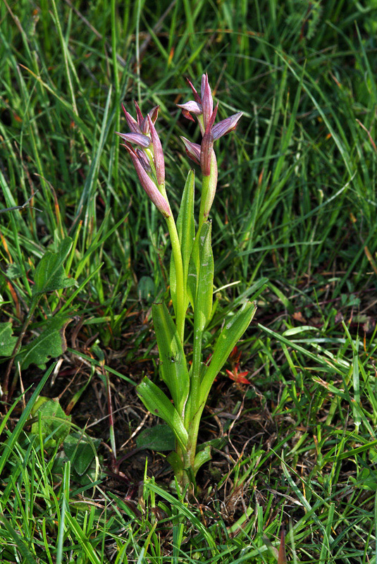 Conferma Serapias parviflora